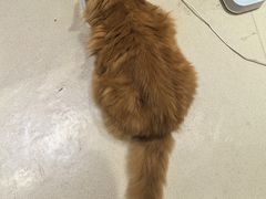 -藏猫猫咖啡主题馆(中央大道店)