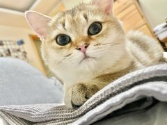 -猫大福·Fortune Cat猫舍(百子湾店)