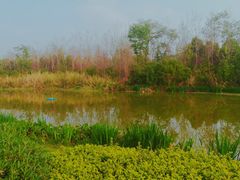 -白鹭湾湿地公园