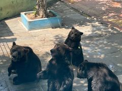 -西霞口神雕山野生动物世界