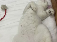 -lincat·猫舍(广州店)