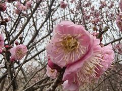 -香雪海