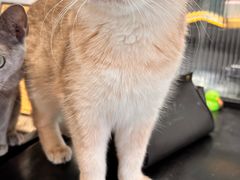 -琪喵猫屋·撸猫猫咖·猫舍