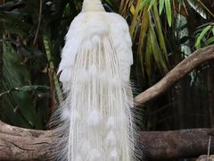 -广州长隆野生动物世界