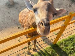 -西霞口神雕山野生动物世界