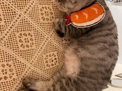 -猫友咖啡店(玉林西路店)