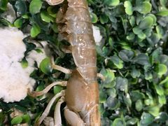 -419海鲜烧烤大排档
