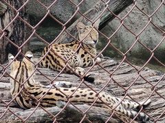 -大连森林动物园