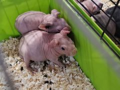 -酷以爬仙阁实体爬宠店·守宫·蜥蜴·专业繁育