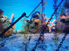 -上海海洋水族馆