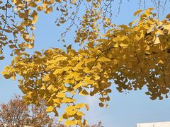 -三里屯东五街银杏大道