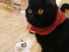 -滚猫咖啡·猫咖·猫友好撸猫(未来城店)