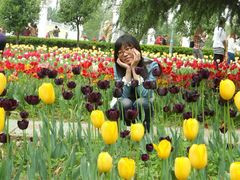 -洛阳郁金香牡丹园