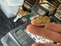 -酷以爬仙阁实体爬宠店·守宫·蜥蜴·专业繁育