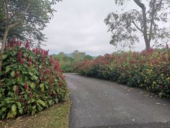 -中国科学院西双版纳热带植物园