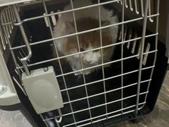 -宠爱国际动物医院·消化内科·心肾内科·ISFM猫友好(望京店)