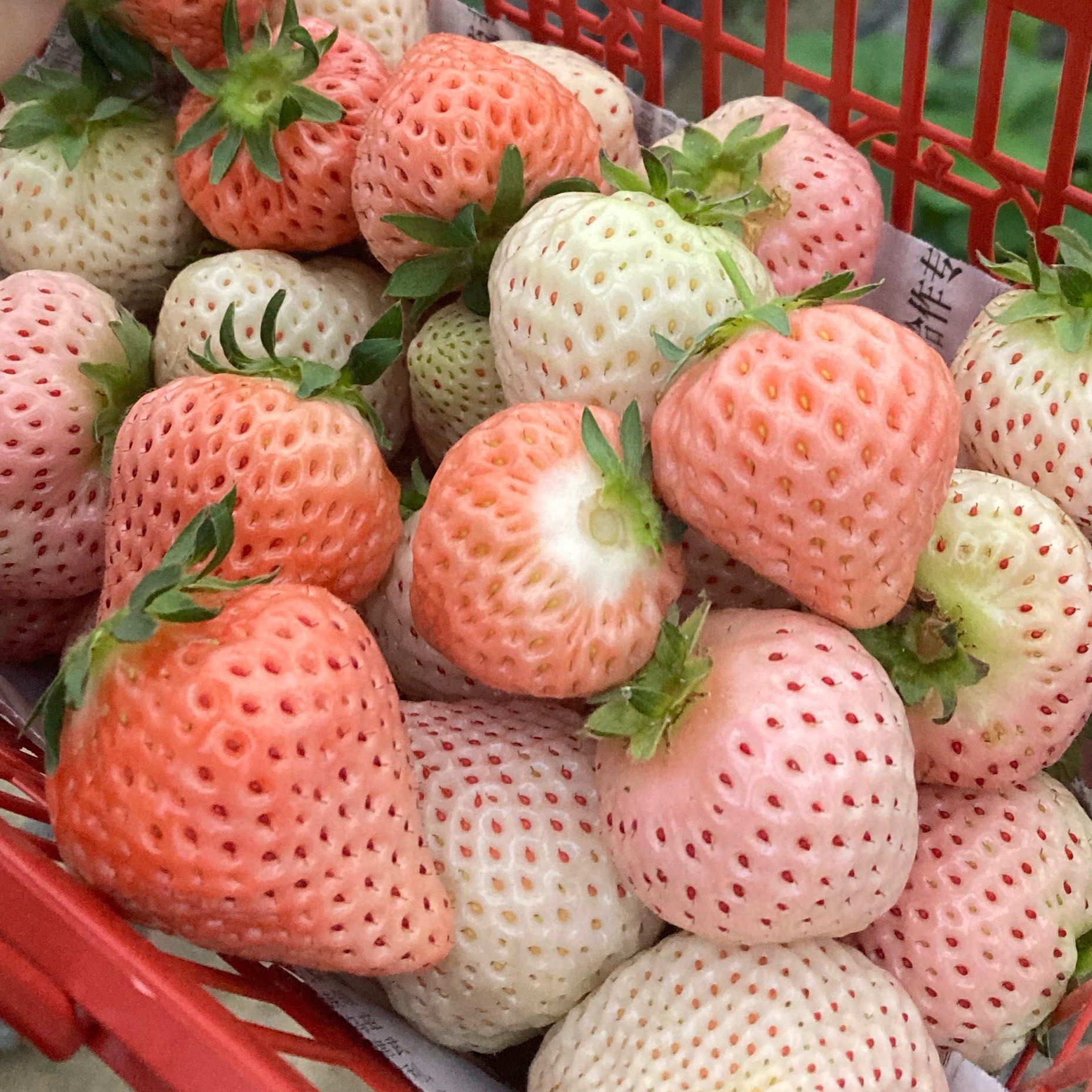 少女心爆棚的草莓采摘