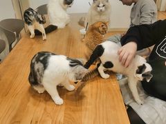 -有喵·猫咖·狗咖·30几只猫10只小狗(岗厦店)