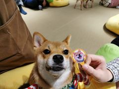 -逗柴咖啡屋·狗咖猫咖宠物桌游