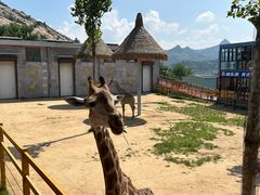 -西霞口神雕山野生动物世界