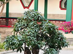 -宫事颐庭·老佛爷贵寿下午茶(颐和园店)