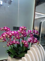 -Tloml salon
