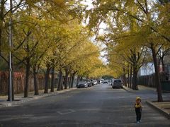 -三里屯东五街银杏大道