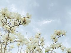 -瑶湖郊野森林公园