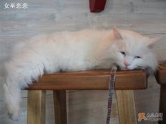 -Babycat私家御饼屋(龙头路一店)