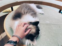 -CAT’S MEWSTAR CAFE·喵星球猫屋(晴湾咖啡店)