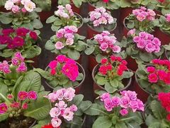 -三圣花乡旅游区