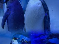 -海合安成都极地海洋公园
