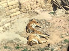 -大连森林动物园