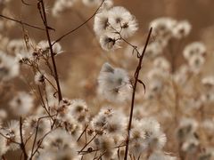 -野鸭湖国家湿地公园