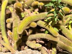 -墨尔本皇家植物园