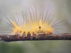 -上海昆虫博物馆