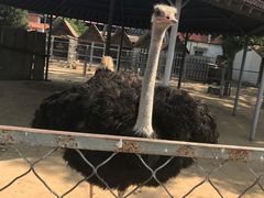 -意大利农场度假村