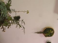 -soulfa柠檬茶(鹭江店)