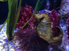 -西雅图水族馆