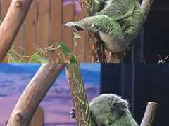 -红山森林动物园
