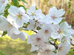 -上海共青森林公园