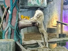 -清迈夜间动物园