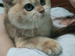 -lincat·猫舍(广州店)