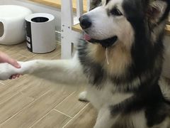 -李小姐の猫咖啡馆(五角场店)