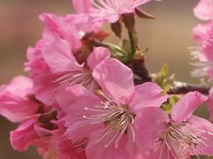 -天适樱花悠乐园