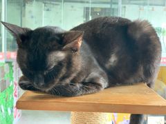 -more than meow吴止猫主题餐厅(承德 中船汇店)