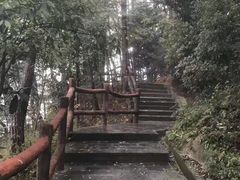 -铁山坪森林公园