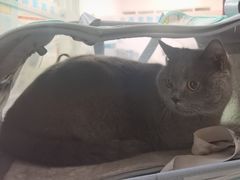 -西安京西宠物医院·瘫痪·疑难杂症