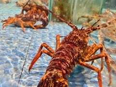 -渔民船说·北塘海鲜·天津菜·海肠捞饭(北塘古镇店)