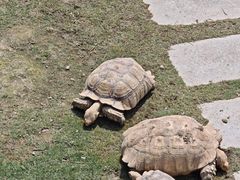 -广东惠东海龟国家级自然保护区